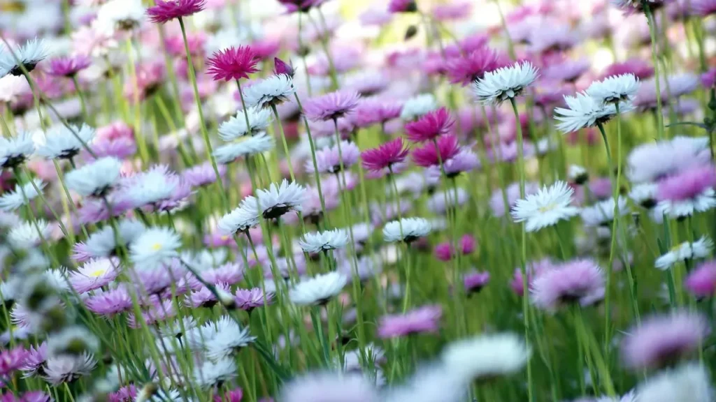 Native Front Yards That Won Over Neighbors - Featured image