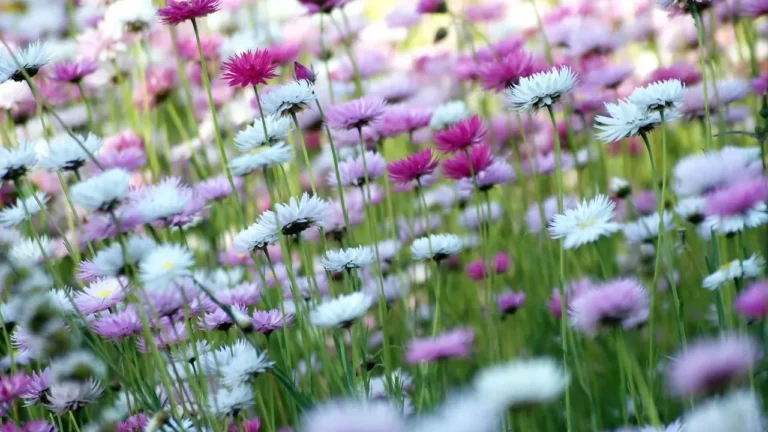 Native Front Yards That Won Over Neighbors - Featured image