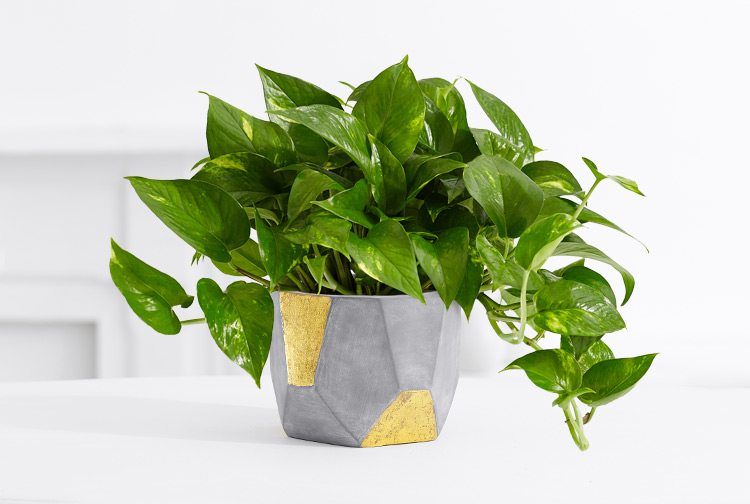 Why Pothos Almost Never Flowers Indoors - Featured image