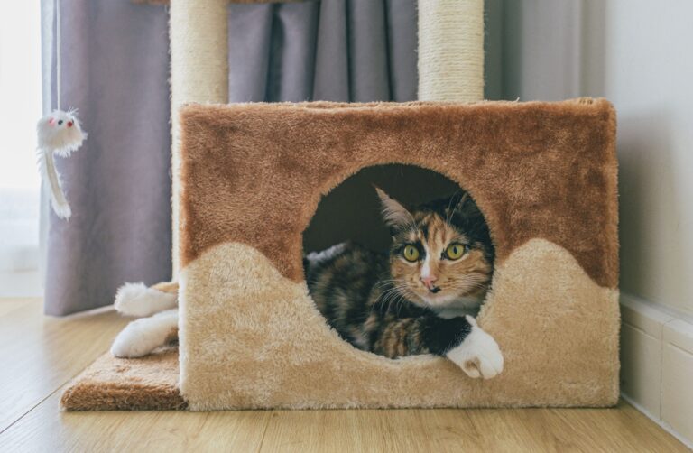 Why Cats Scratch the Furniture Right After They Wake Up - Featured image