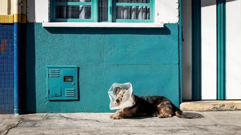 Why Dogs Scoot Across the Floor – and What Vets Say It Means - Featured image