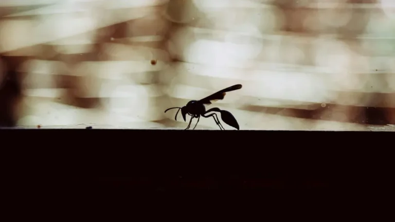 Wasps Are Vanishing From Britain This Summer, and the Survivors Are Shrinking - Featured image