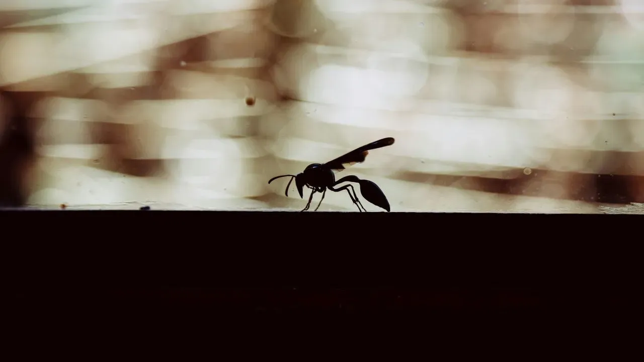 Wasps Are Vanishing From Britain This Summer, and the Survivors Are Shrinking