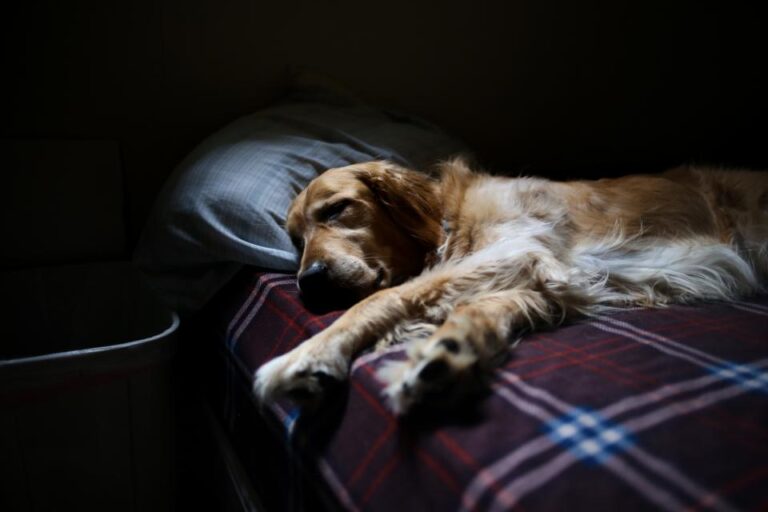 The Day I Stopped Letting My Dog Sleep in the Bed - Featured image