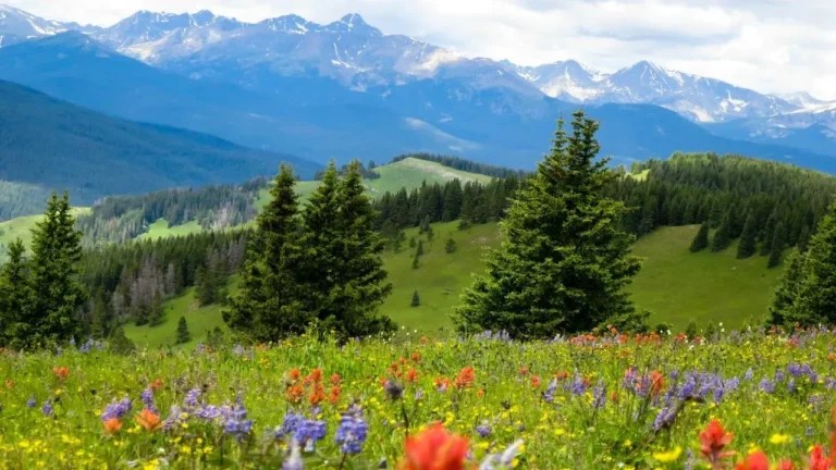 Four Hardy Plants for Mountain West Gardens - Featured image