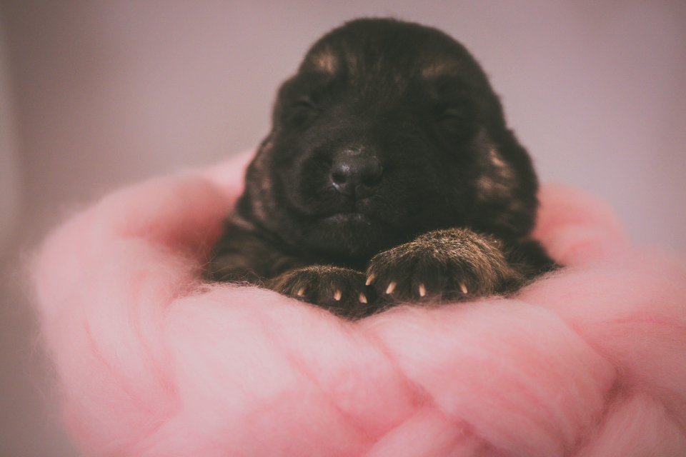 Why Dogs Put Their Paw on You Out of Nowhere