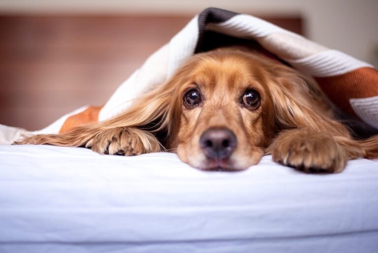 The Reason Dogs Tilt Their Heads When You Talk to Them - Featured image