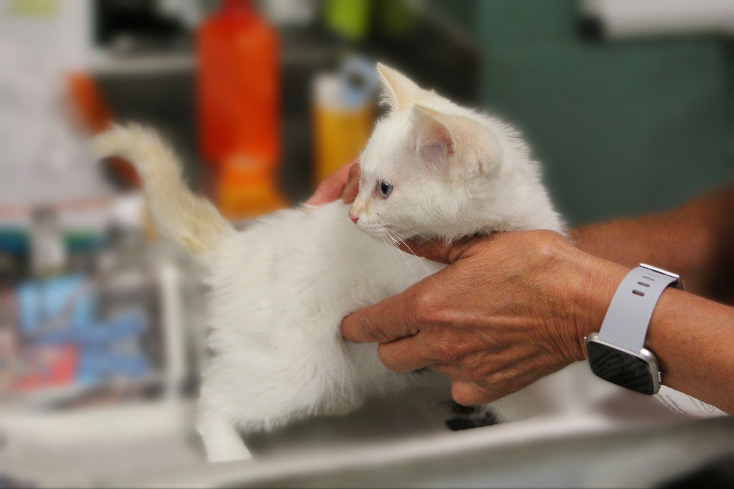 Why Senior Cats Suddenly Meow More Often at Night