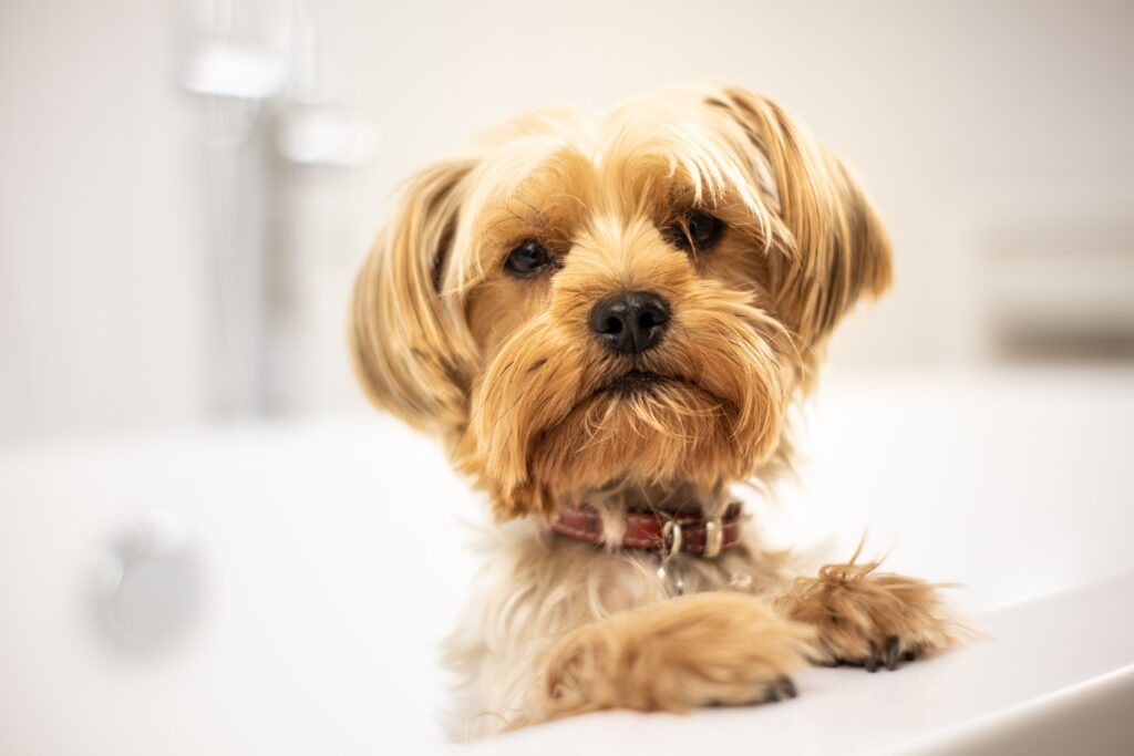 The Real Reason Dogs Get the "Zoomies" After a Bath - Featured image