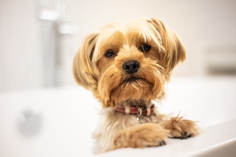 The Real Reason Dogs Get the "Zoomies" After a Bath - Featured image