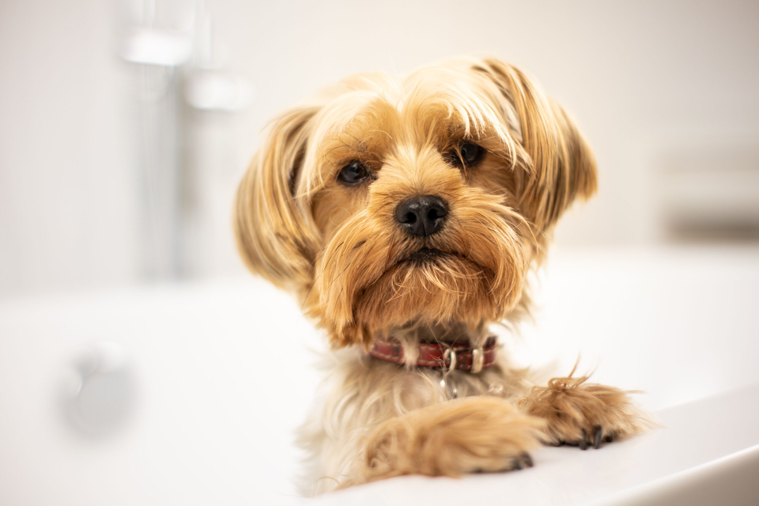 The Real Reason Dogs Get the "Zoomies" After a Bath