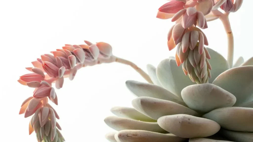 The Pearlescent Succulent That Delivers Coral Blooms With Minimal Fuss - Featured image