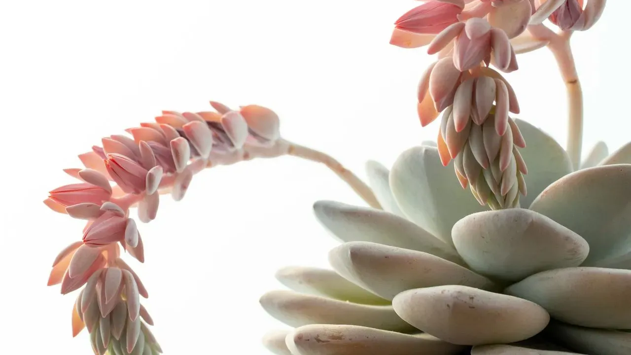 The Pearlescent Succulent That Delivers Coral Blooms With Minimal Fuss