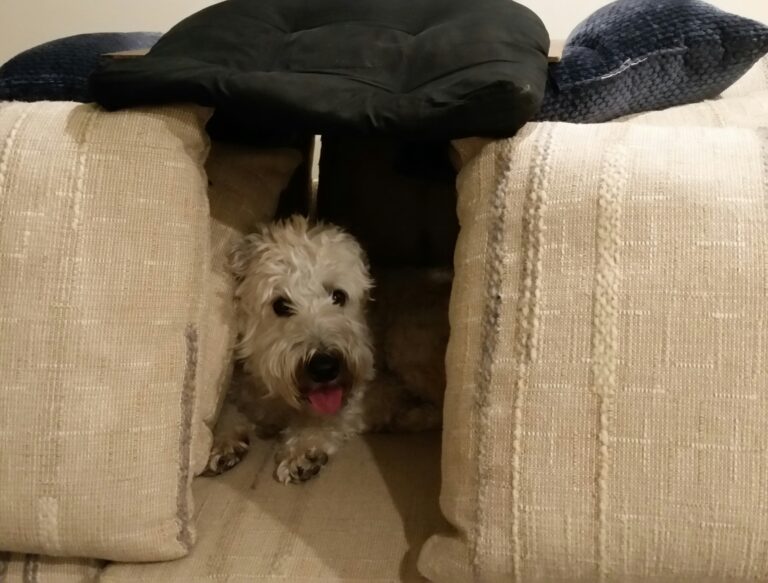 Why Some Dogs Are Terrified of Thunderstorms and Others Sleep Through Them - Featured image