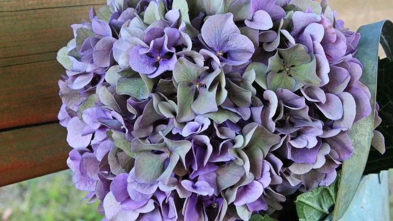 Hydrangea Breeding Advances Through Cross-Species Experiments - Featured image