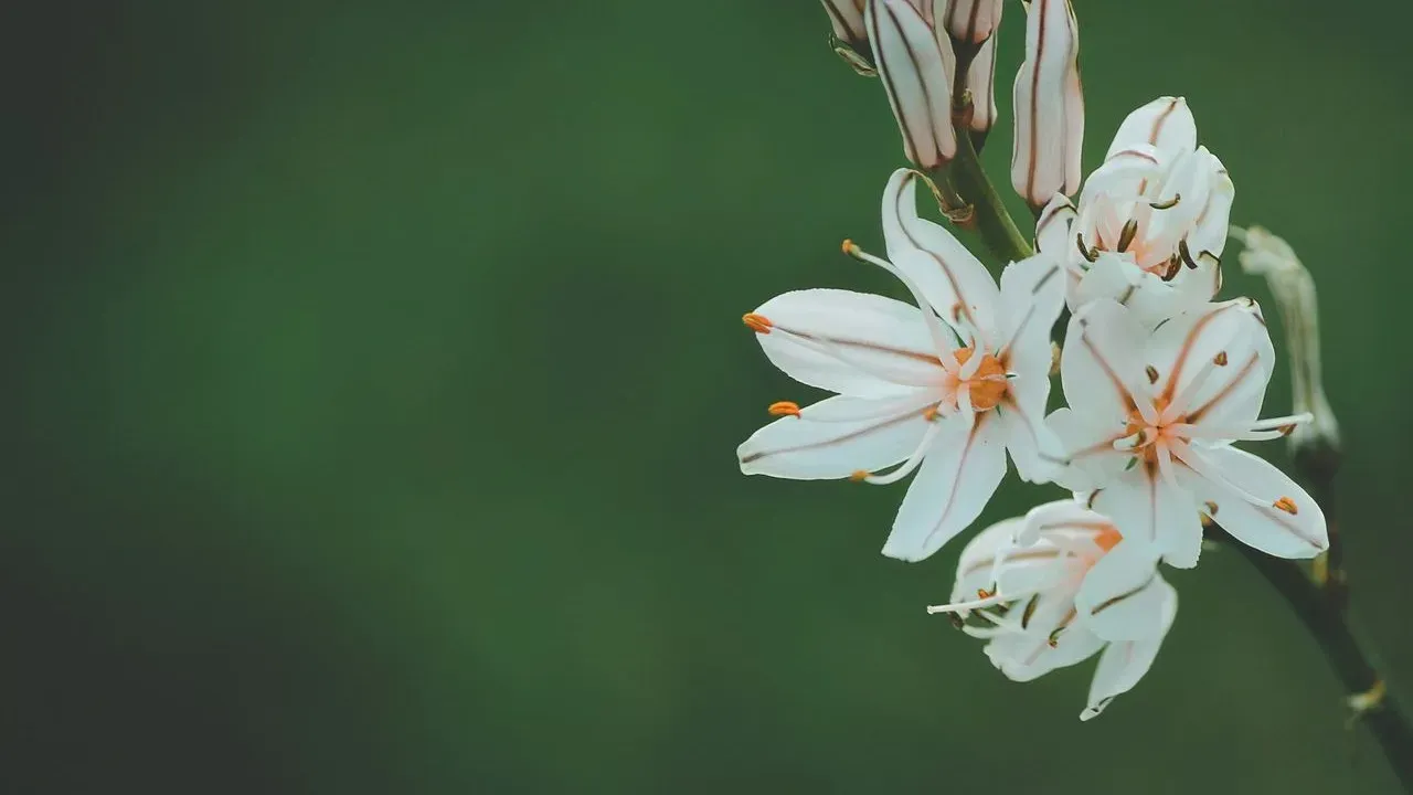 The Everyday Adjustments That Turn Garden Flower Photos Into Something Special