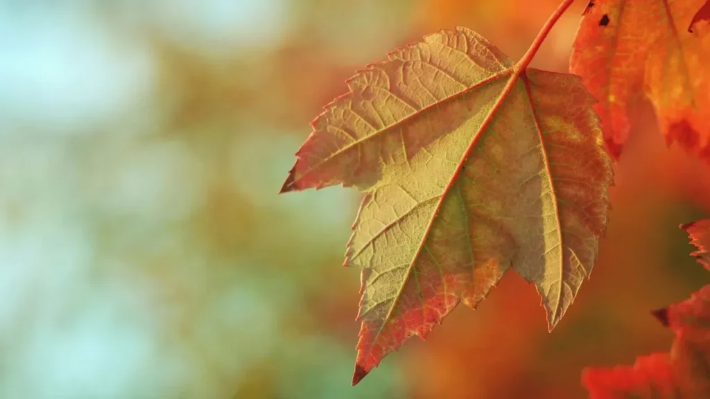 Which Autumn Color Type Fits You? - Featured image