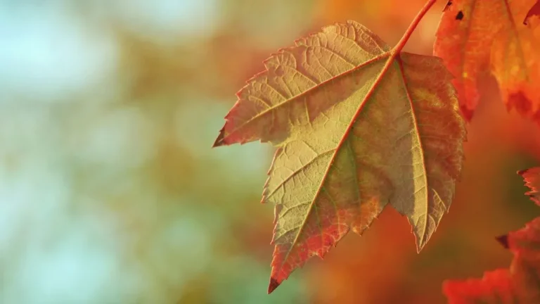 Which Autumn Color Type Fits You? - Featured image