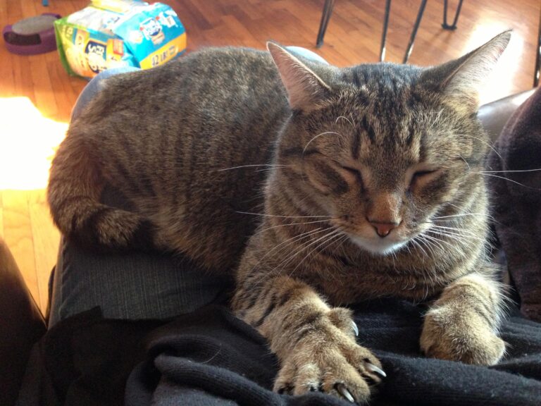 Why Cats Knead Blankets Before They Lie Down - Featured image