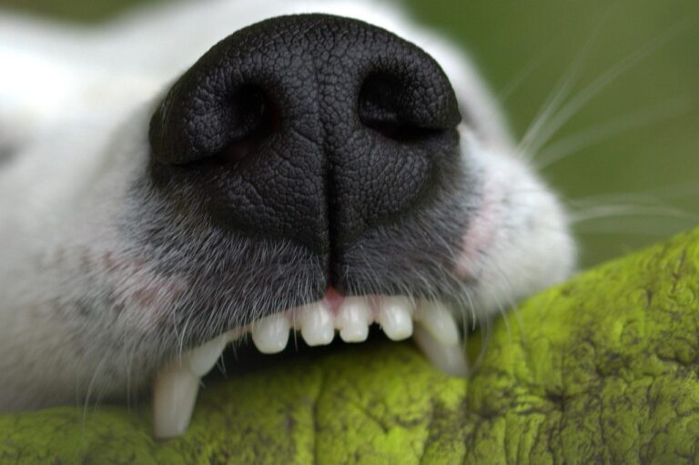 The Grooming Habit Vets Say Prevents the Most Dental Disease in Dogs - Featured image