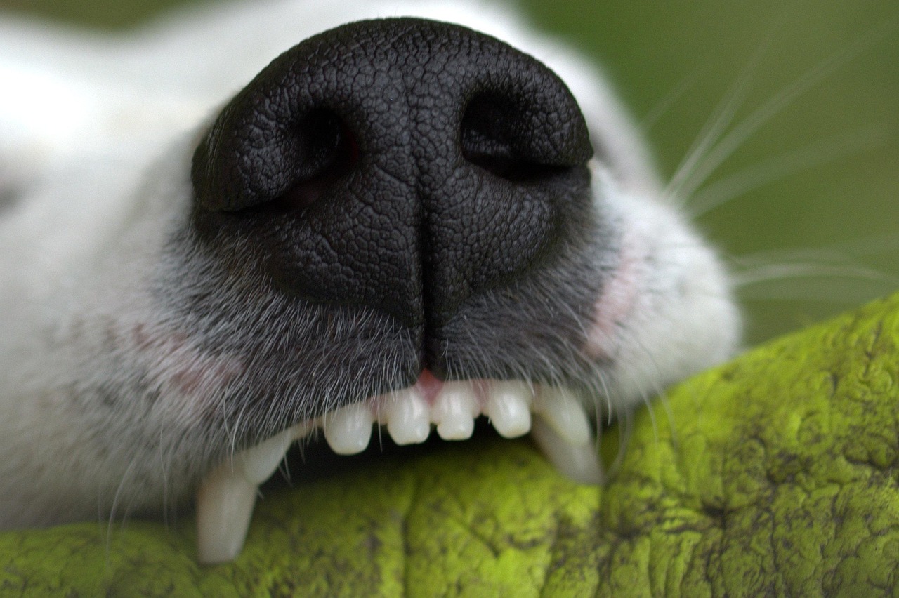 The Grooming Habit Vets Say Prevents the Most Dental Disease in Dogs