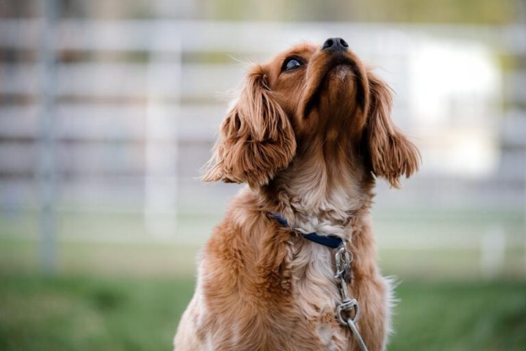 5 Sounds Dogs Make That Mean More Than Owners Realize - Featured image