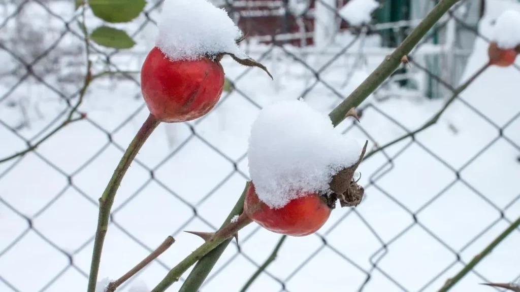 Winterize Roses Before the Ground Freezes - Featured image