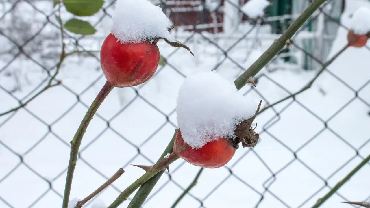 Winterize Roses Before the Ground Freezes