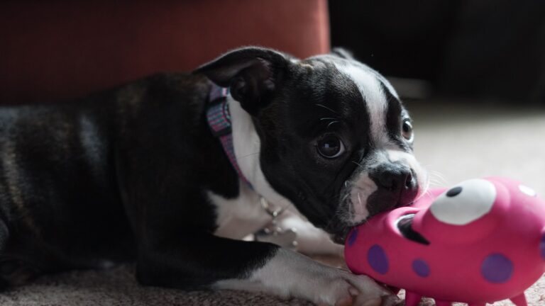 The Toy Rotation Trick That Keeps Dogs Mentally Sharp - Featured image