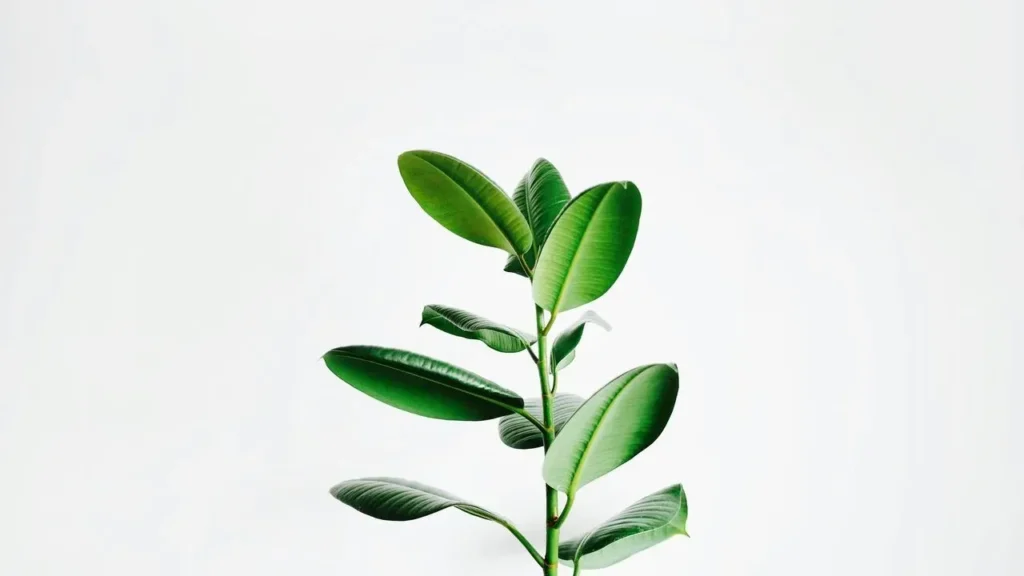 The In-Between Plants Every Gardener Secretly Questions - Featured image