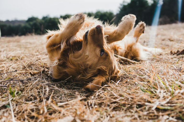 Why Dogs Kick Grass After They Go to the Bathroom - Featured image