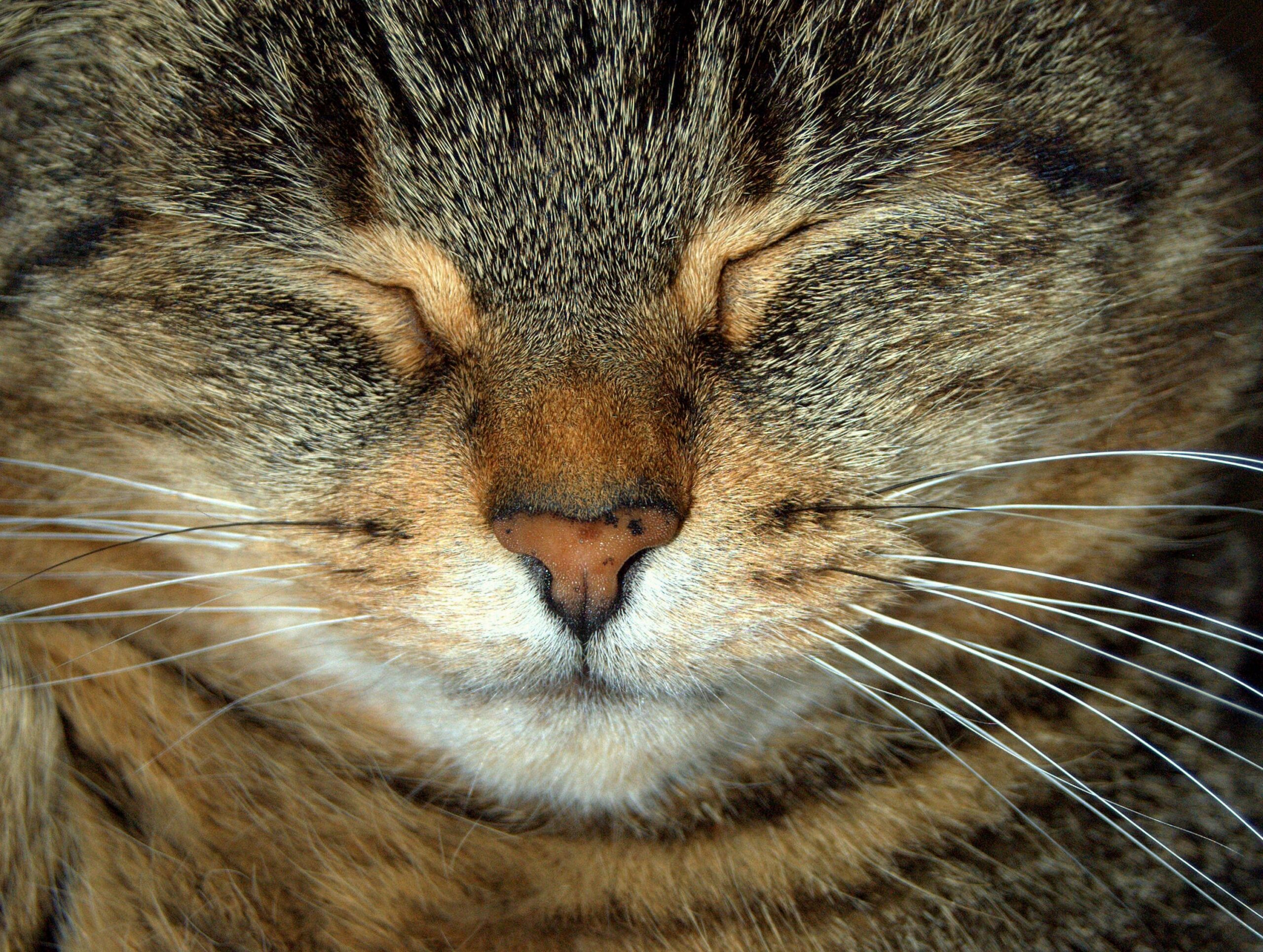 The Slow Blink That Means a Cat Fully Trusts You