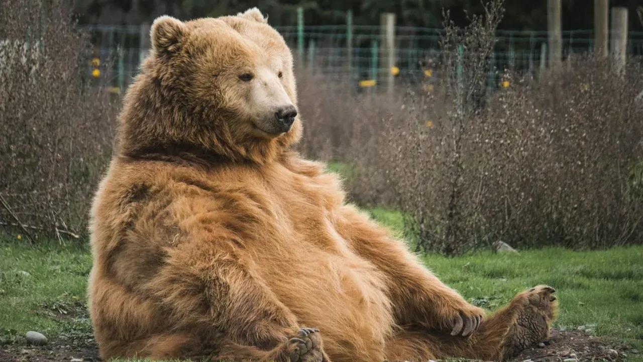 Bear Sighting Triggers Brief Lockdown at Yosemite High School