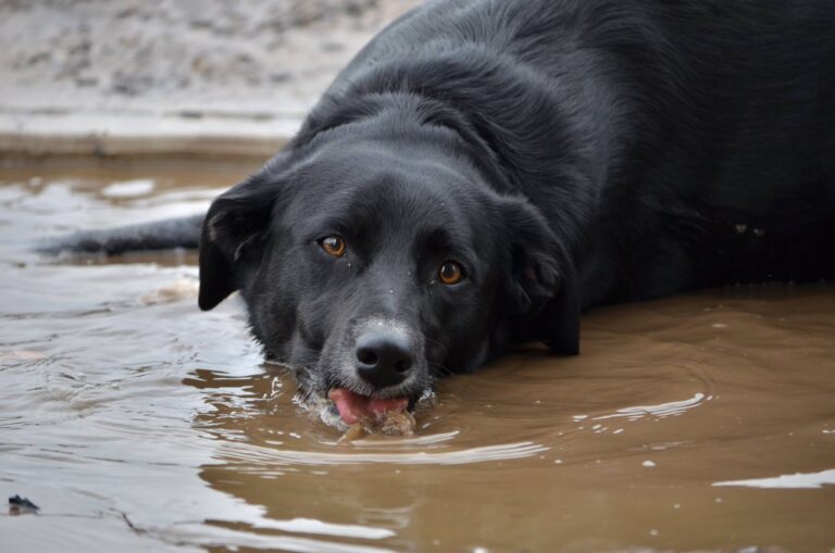 Why Dogs Love Rolling in the Smelliest Things They Can Find - Featured image