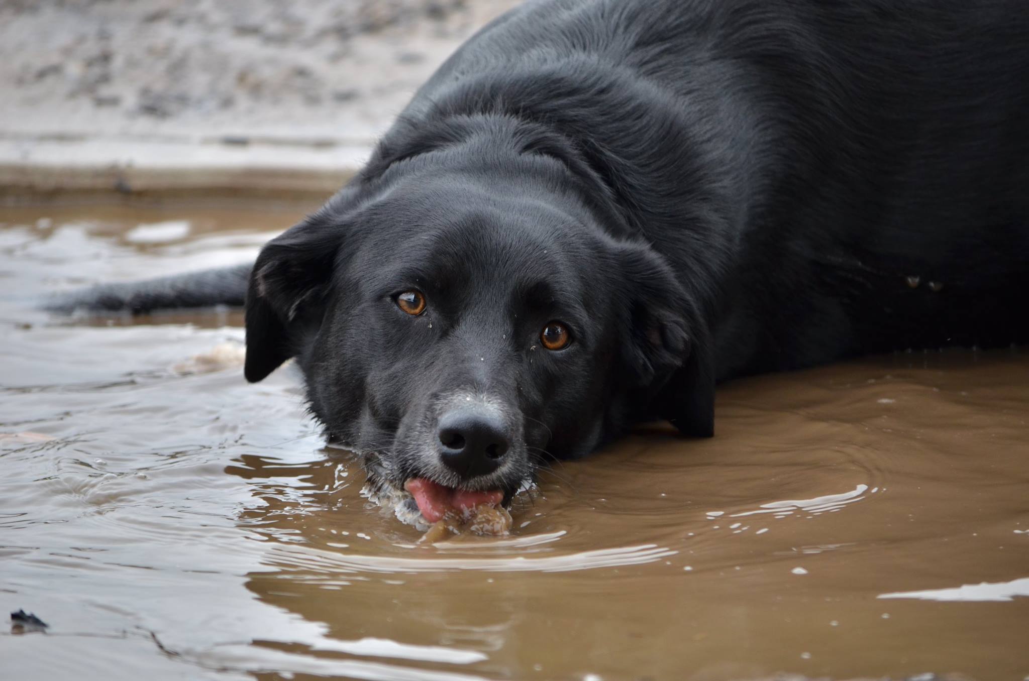 Why Dogs Love Rolling in the Smelliest Things They Can Find