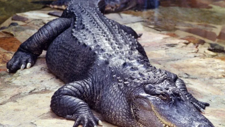 Pennsylvania Couple Welcomed by 8-Foot Alligator in New Florida Driveway - Featured image