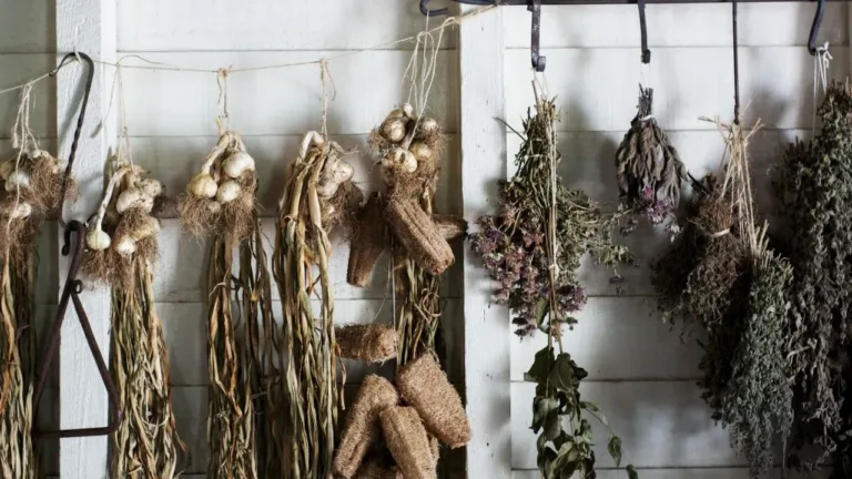 Greenhouses Offer a Path to Fresh Herbs Through Winter's Chill - Featured image