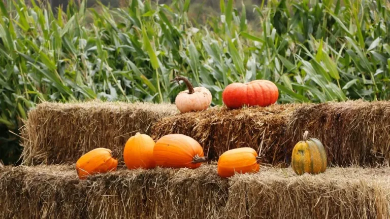 The Hay Bale Halloween Trend Taking Over Front Yards This Fall - Featured image