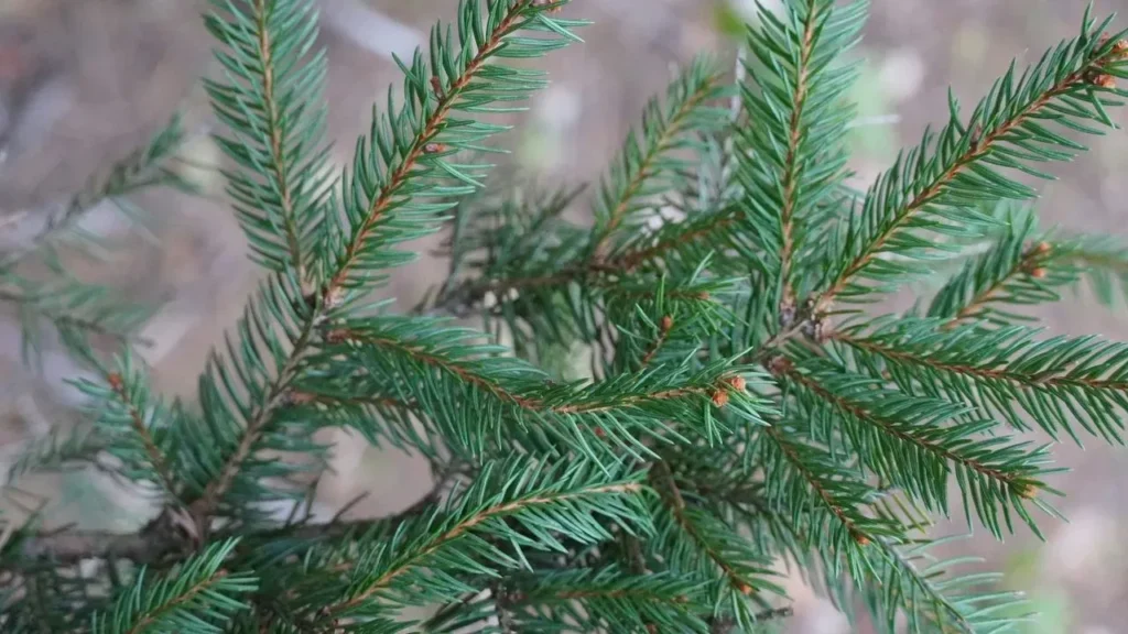 Broadleaf Evergreens That Deliver Lasting Garden Structure Beyond the Familiar Choices - Featured image