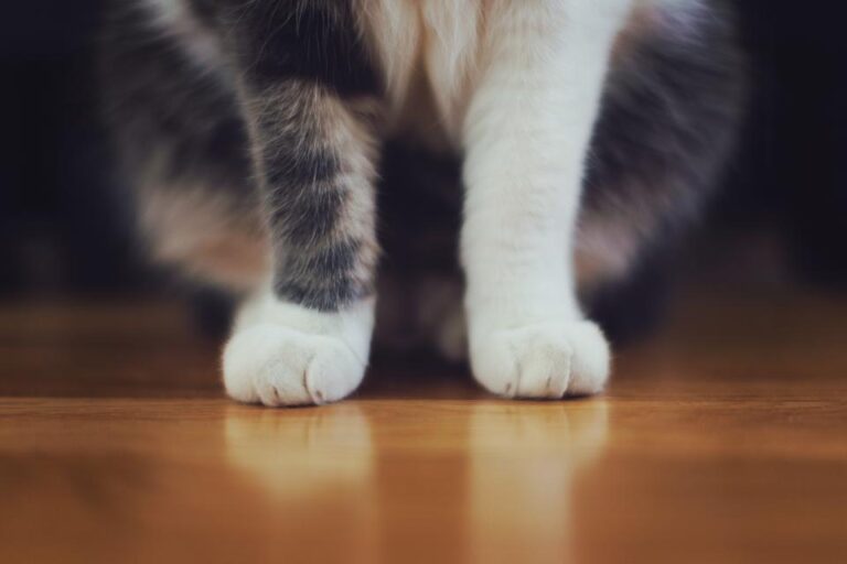 The Reason Your Cat Stares at You Before Knocking Something Over - Featured image