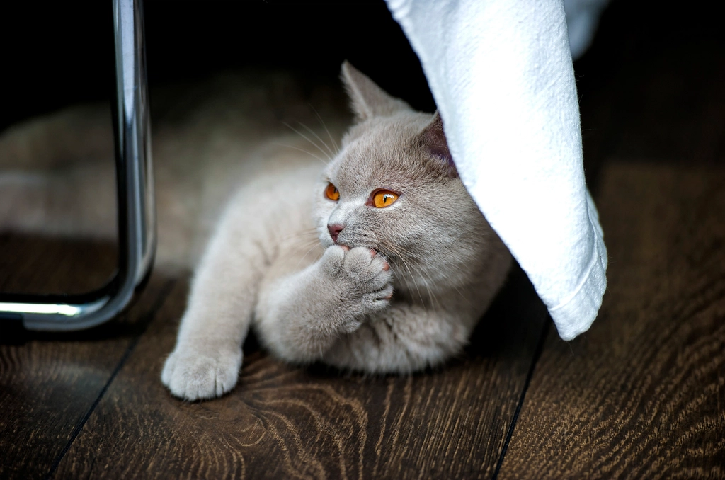 The Grooming Habit That Means Your Cat Is Overstimulated