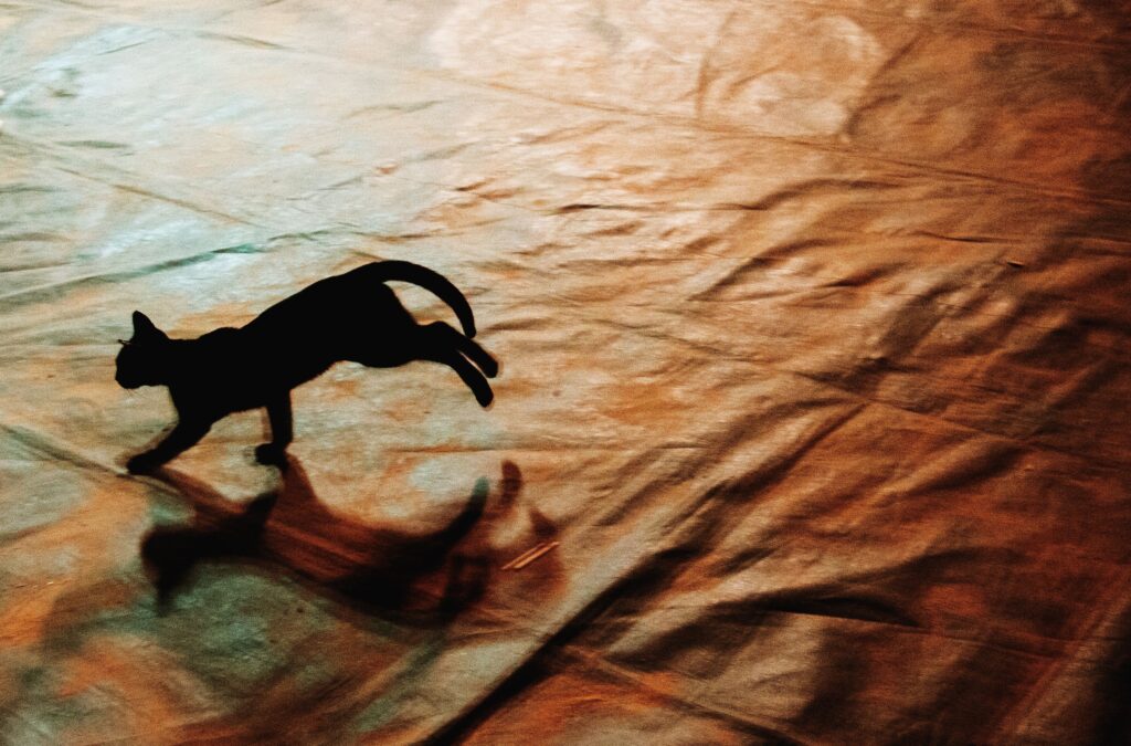 Why Cats Suddenly Sprint Around the House Late at Night - Featured image