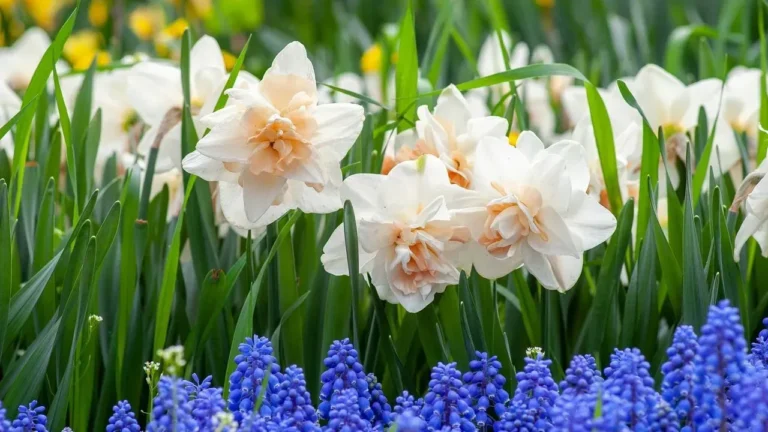 Primrose and Polyanthus Deliver Early Color with Ease - Featured image