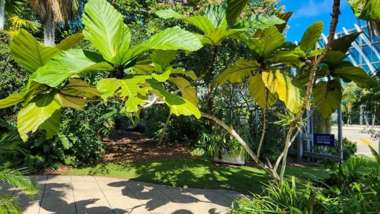 Miami Gives Away 600 Free Fruit Trees to Beat the Heat - Featured image