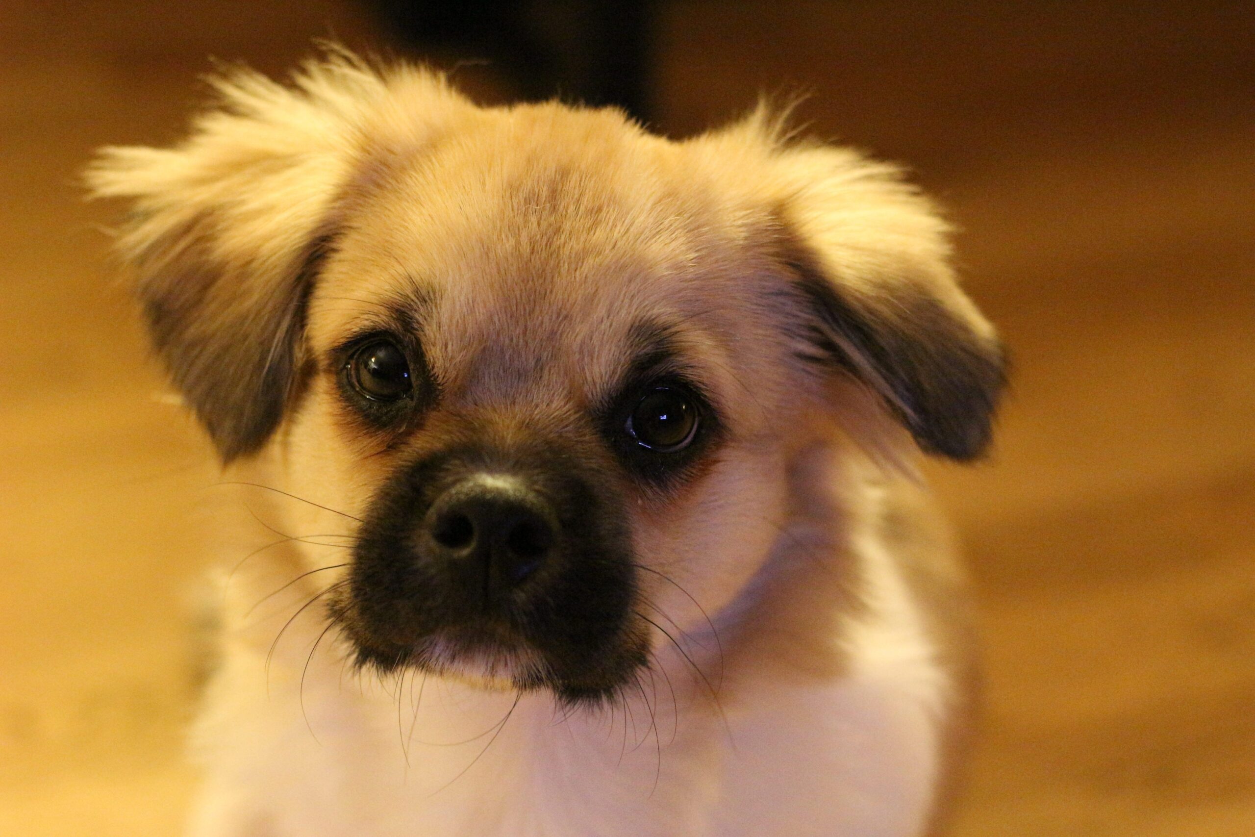 Why Your Dog Stares at You While They Go to the Bathroom