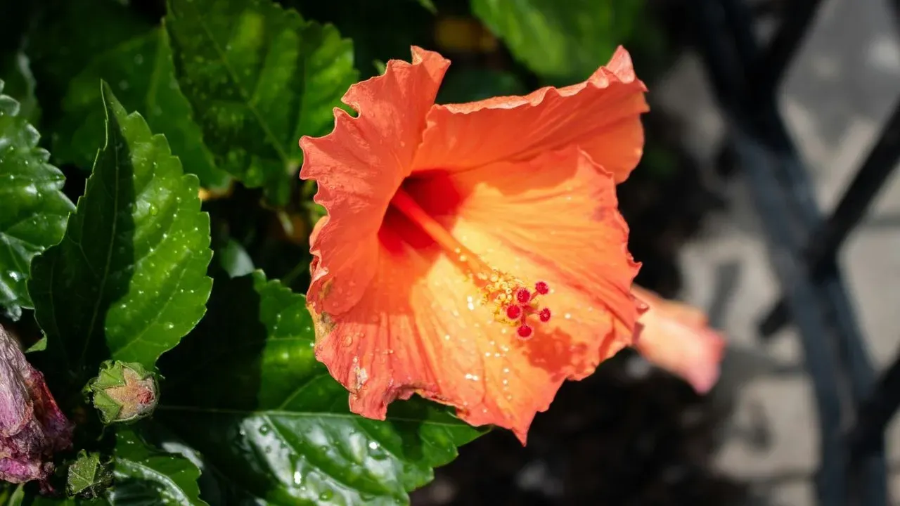 Unexpected Foliage Plants Refresh Shady Containers and Extend the Season Indoors