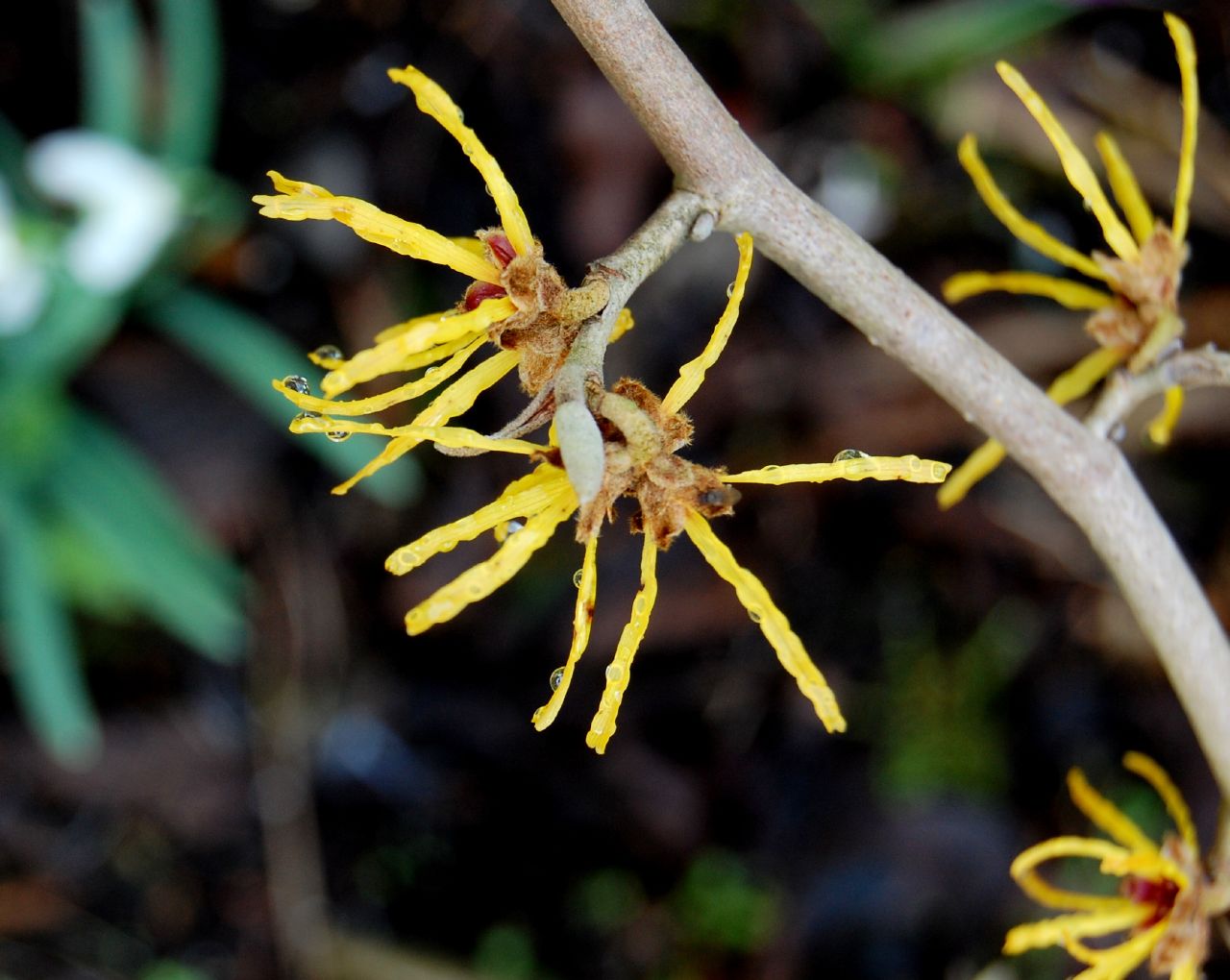Why Witch Hazel Blooms in the Coldest Weeks of Winter