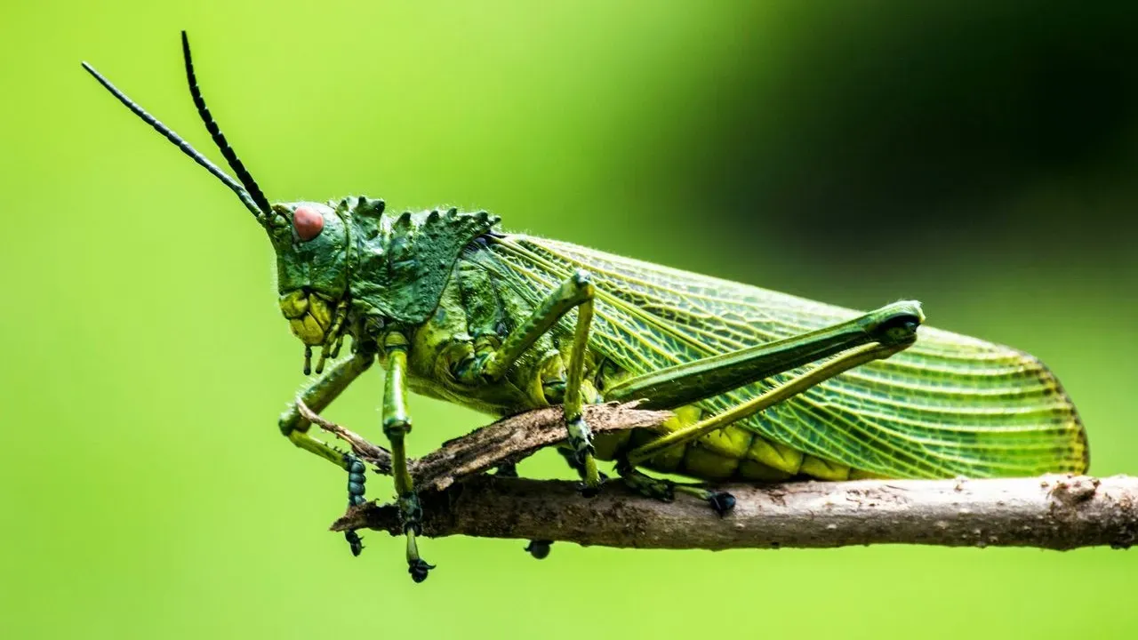 Arizona Gardens Rely on a Rotating Roster of Beneficial Insects as Seasons Shift