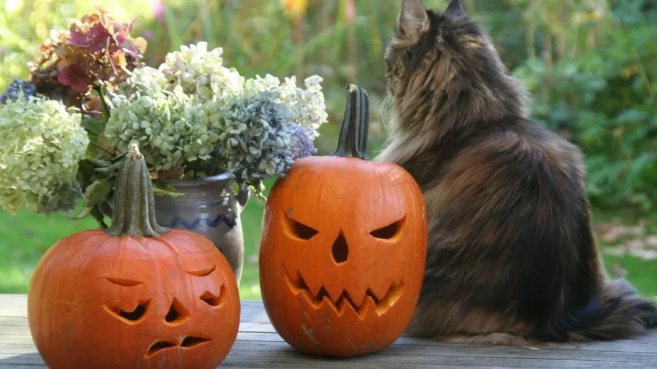 Gardeners Bring Fog and Pumpkin People to Halloween Yards