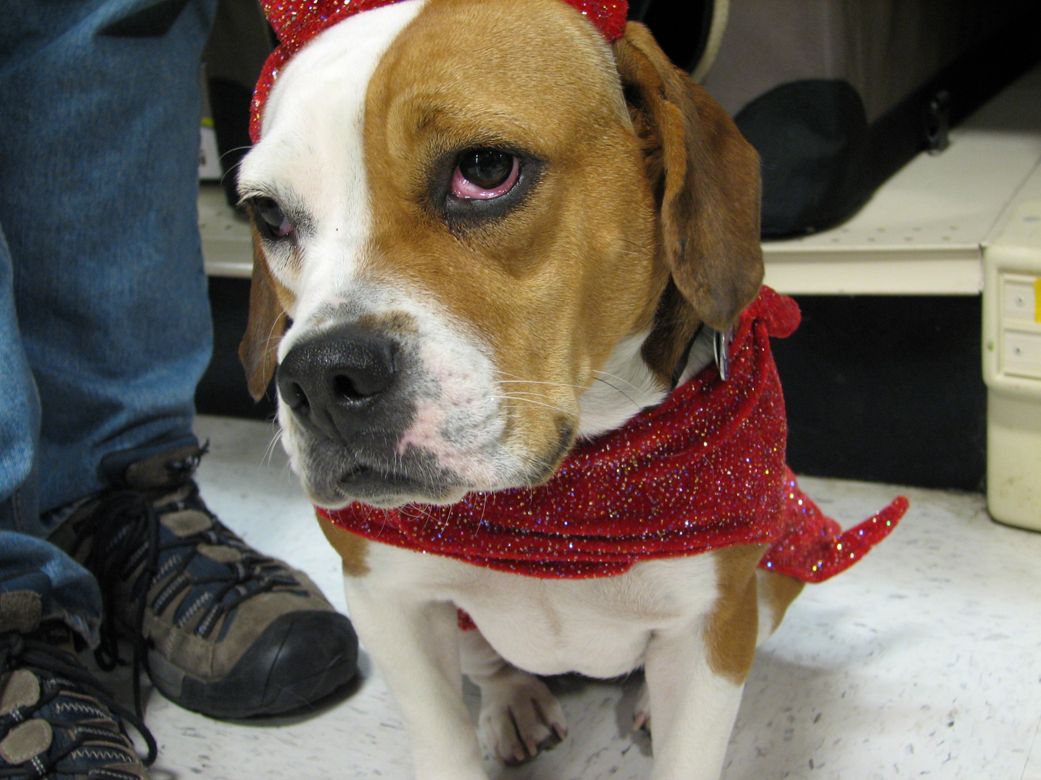 The Costume Detail That Can Make It Hard for Dogs to Pant